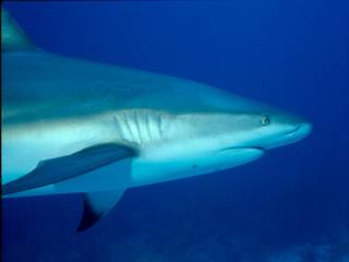 shark